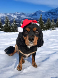 Doggy Santa Hats