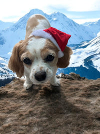 Doggy Santa Hats